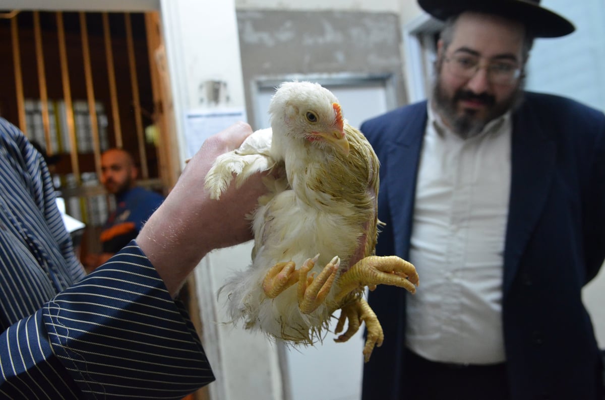 "ברוך משנה הבריות" על תרנגול • גלריה