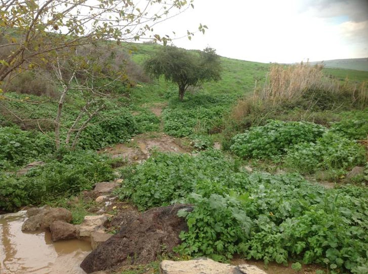 מדהים: סיור מצולם בנוף הפראי של הצפון