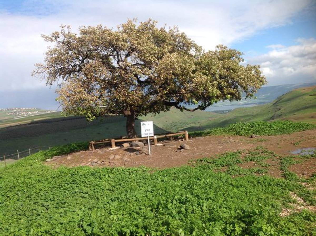 מדהים: סיור מצולם בנוף הפראי של הצפון