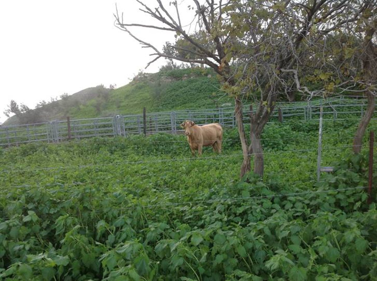 מדהים: סיור מצולם בנוף הפראי של הצפון