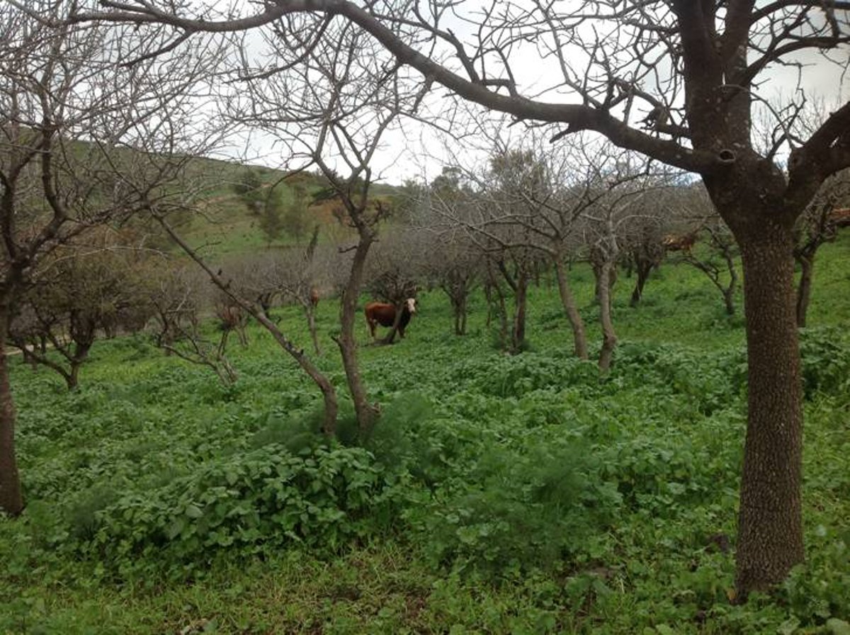 מדהים: סיור מצולם בנוף הפראי של הצפון