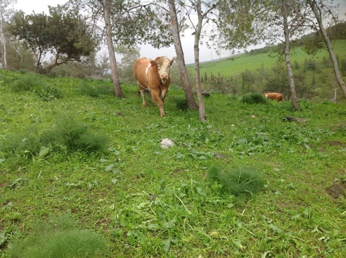 מדהים: סיור מצולם בנוף הפראי של הצפון