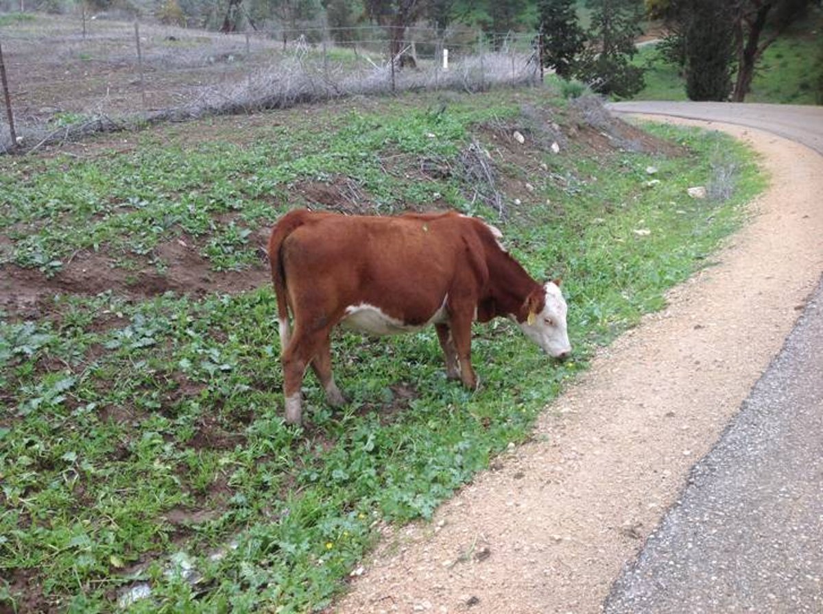 מדהים: סיור מצולם בנוף הפראי של הצפון