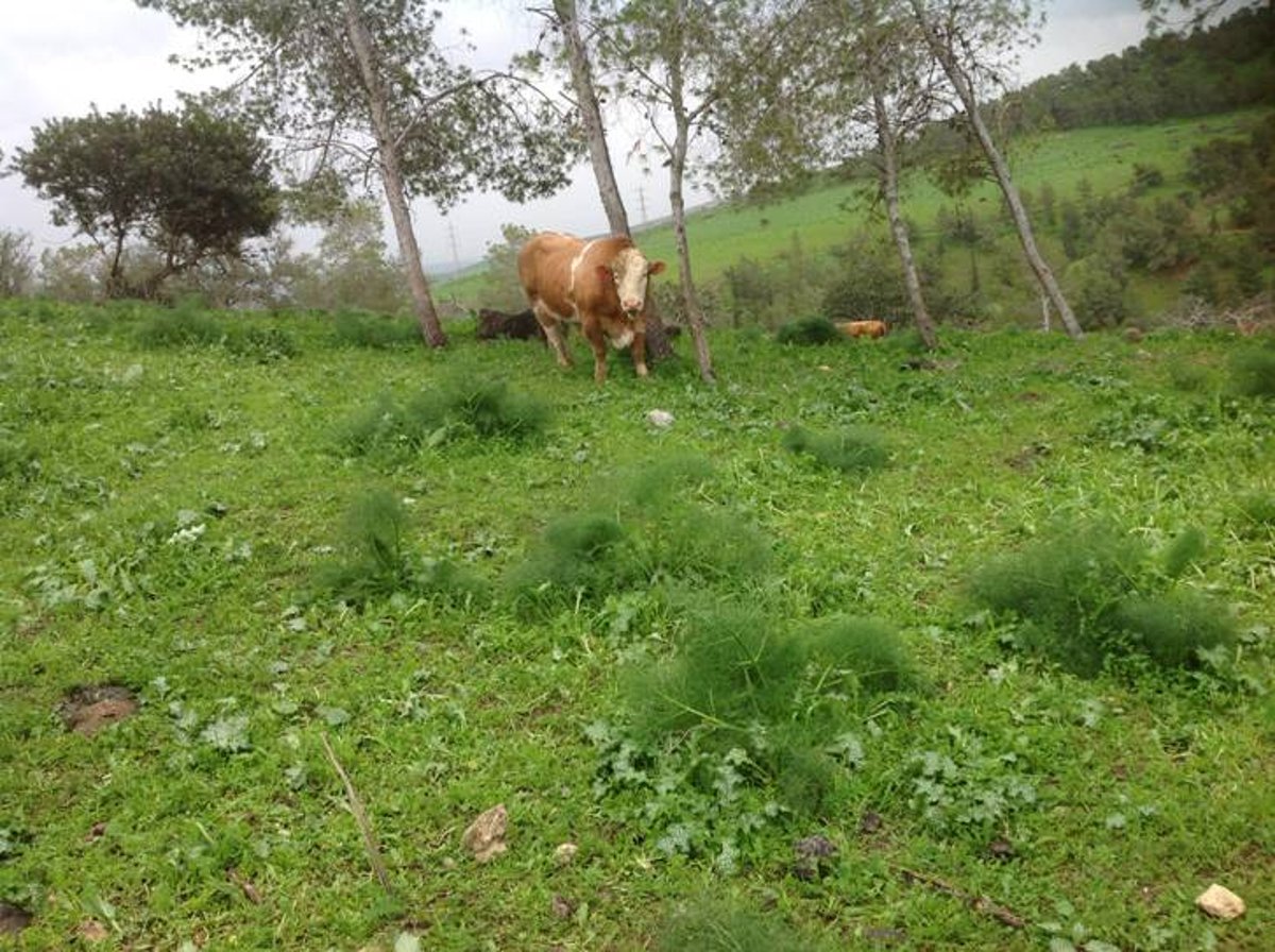 מדהים: סיור מצולם בנוף הפראי של הצפון