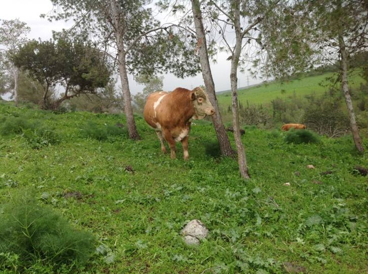 מדהים: סיור מצולם בנוף הפראי של הצפון