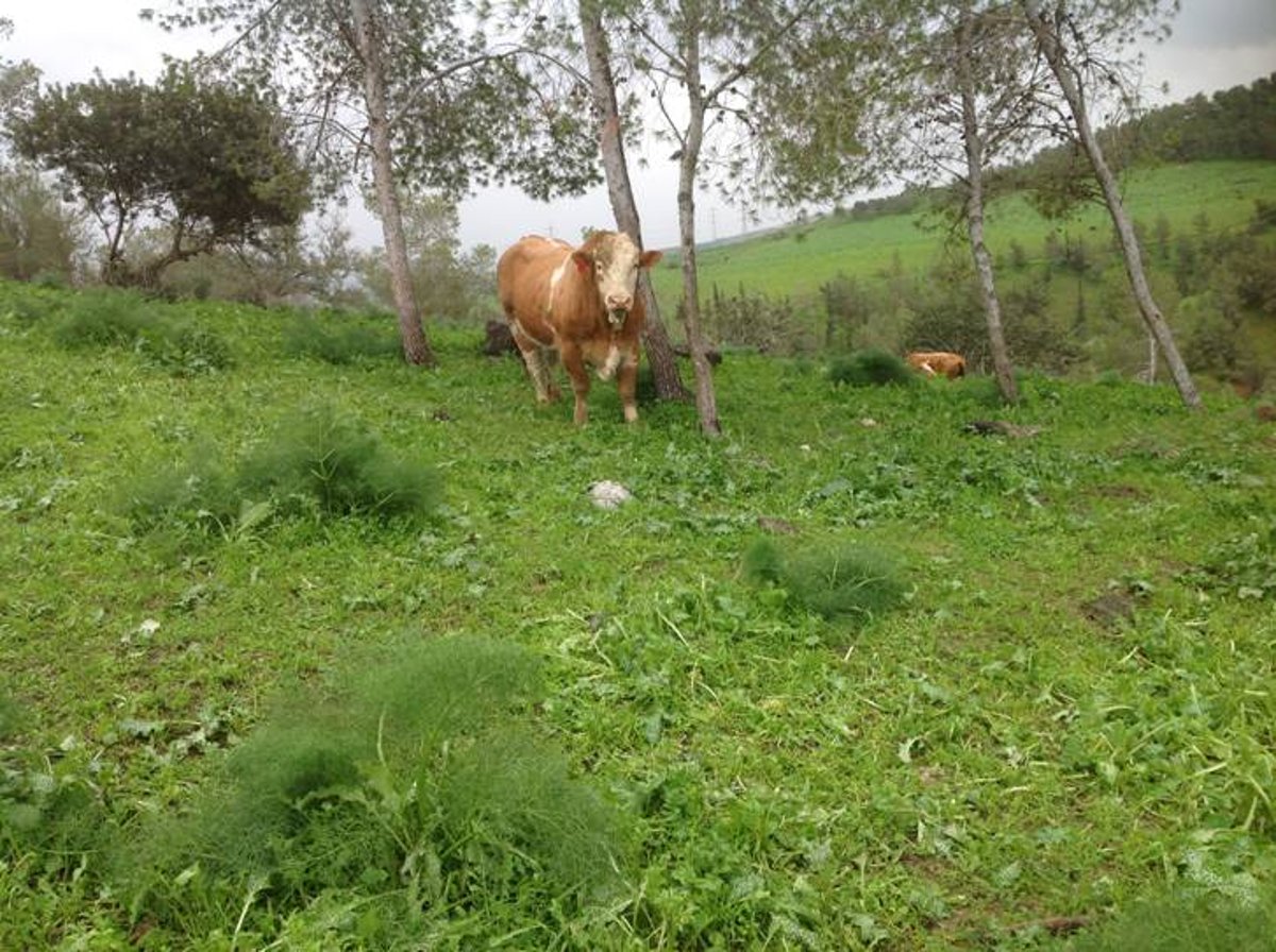 מדהים: סיור מצולם בנוף הפראי של הצפון