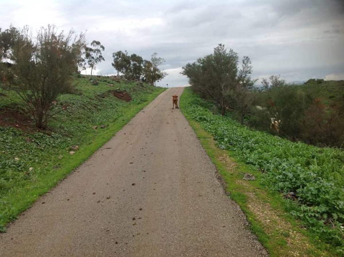 מדהים: סיור מצולם בנוף הפראי של הצפון