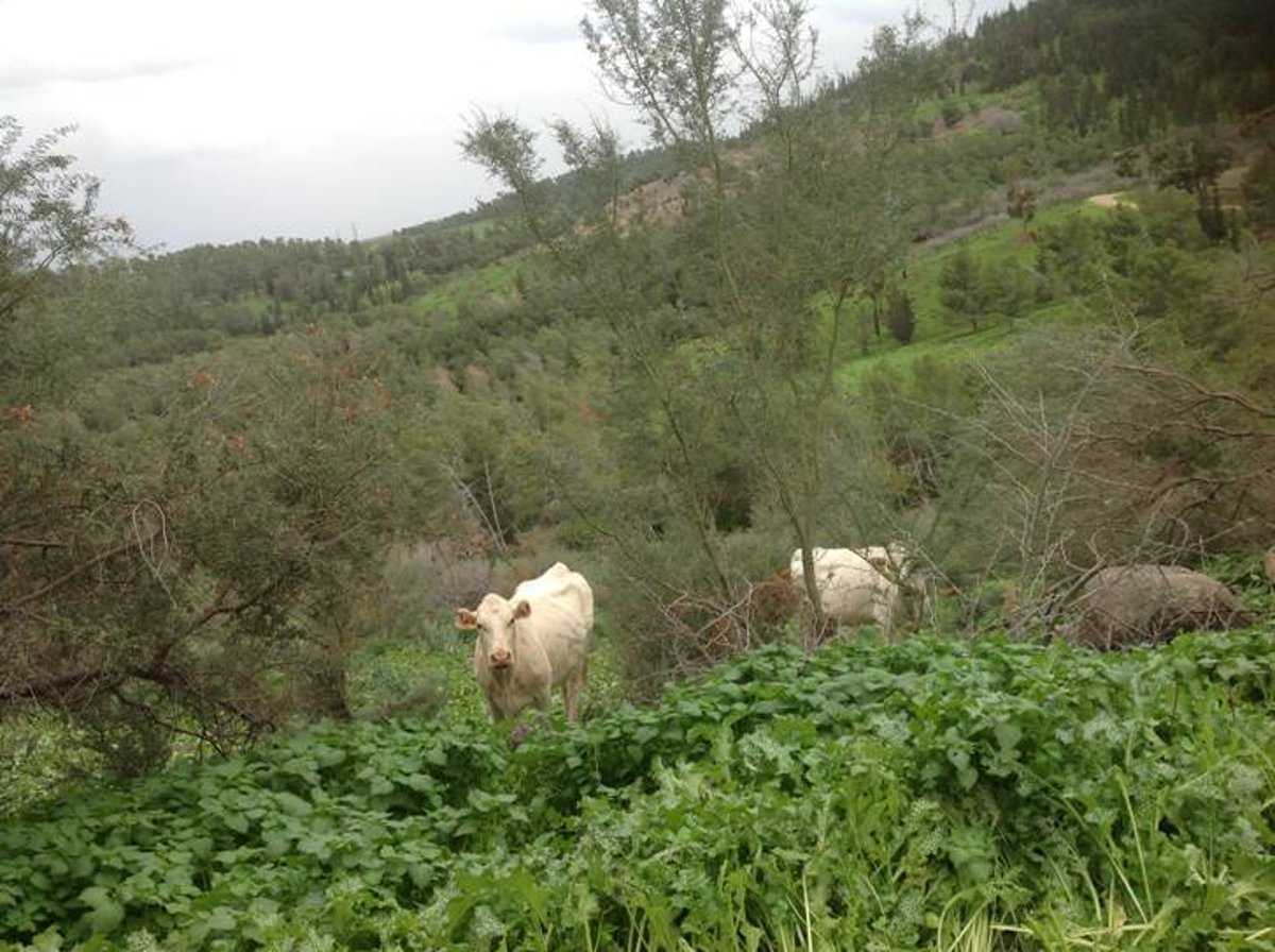 מדהים: סיור מצולם בנוף הפראי של הצפון