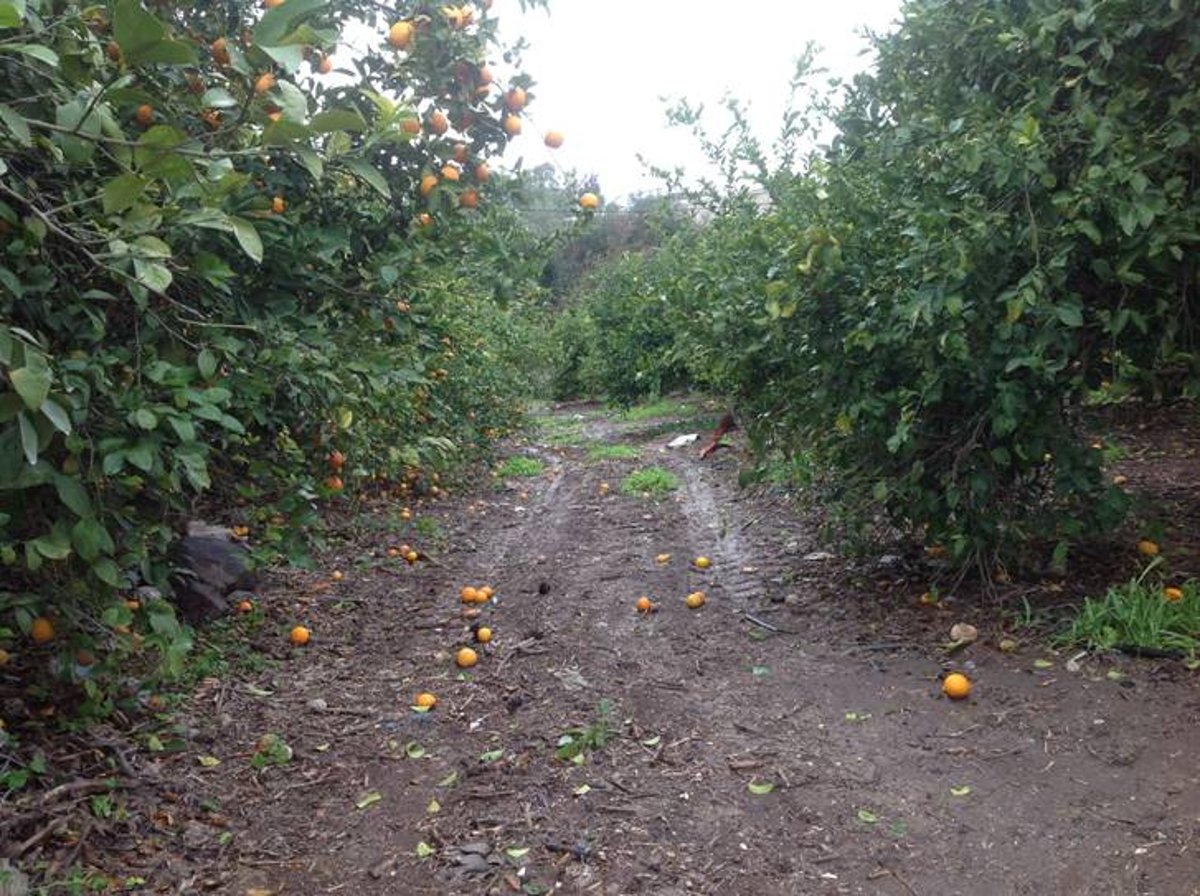 מדהים: סיור מצולם בנוף הפראי של הצפון