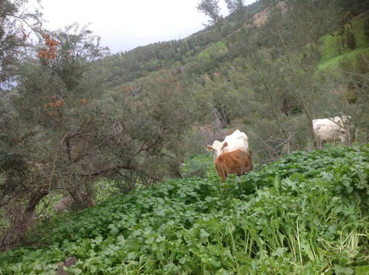 מדהים: סיור מצולם בנוף הפראי של הצפון