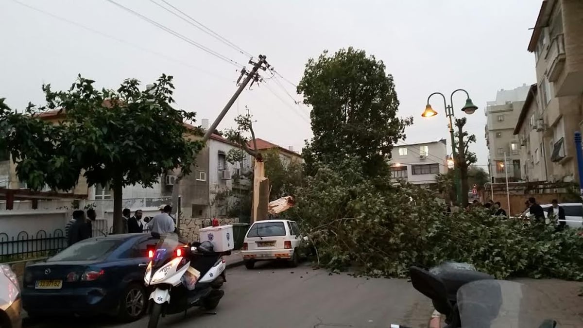 נס בבני ברק: עץ קרס על בת 7; נפצעה קל בלבד