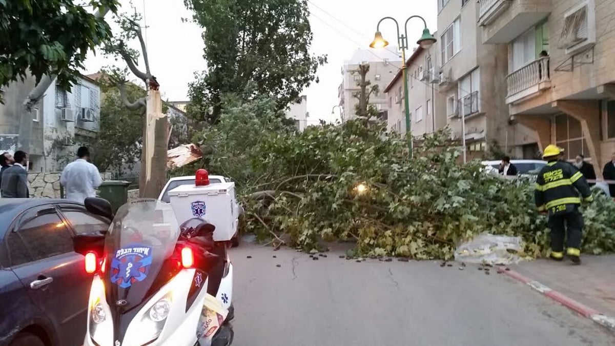 נס בבני ברק: עץ קרס על בת 7; נפצעה קל בלבד