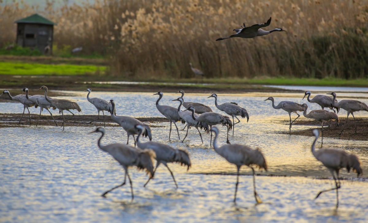 תיעוד מרהיב: אלפי עגורים בעמק החולה