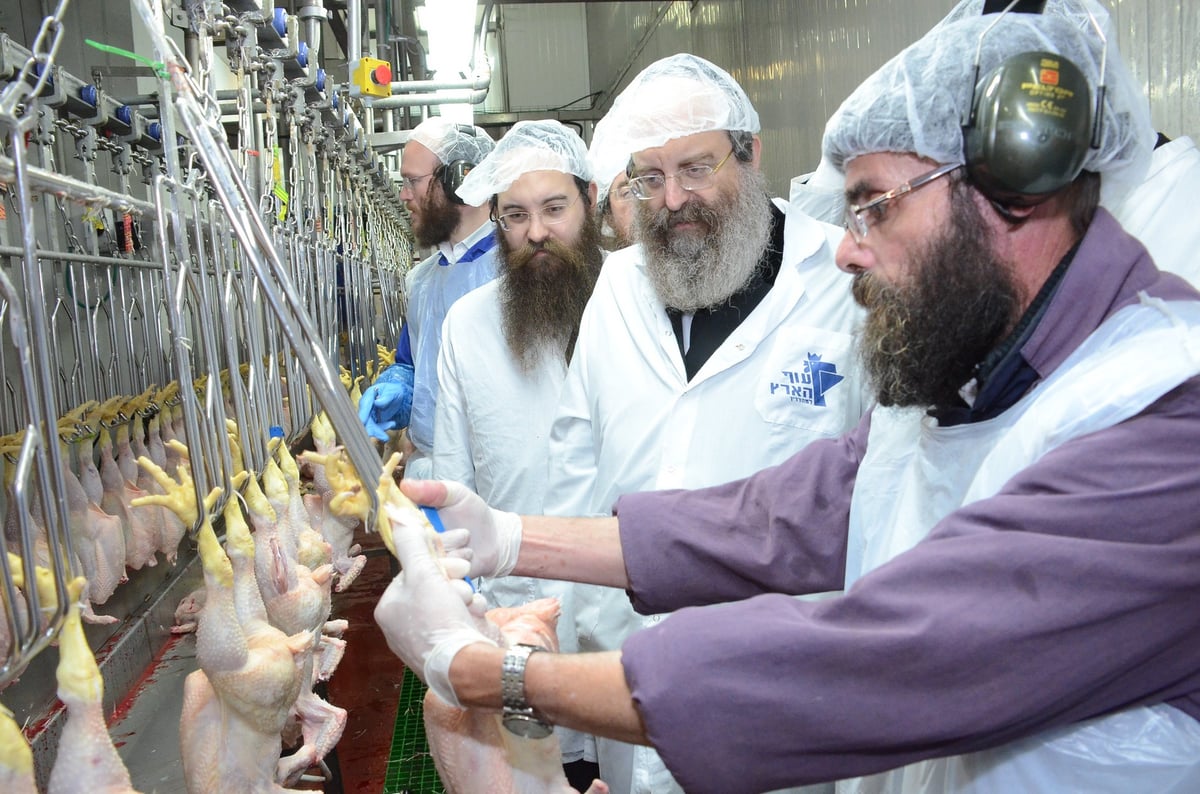 צפו: האדמו"ר מסאדיגורה בשחיטת עופות לקראת חג הפסח