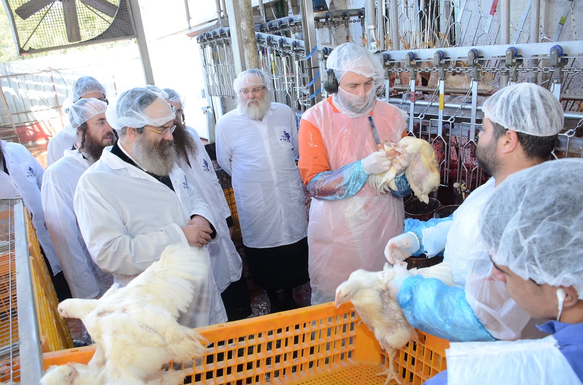 צפו: האדמו"ר מסאדיגורה בשחיטת עופות לקראת חג הפסח