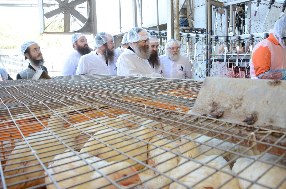 צפו: האדמו"ר מסאדיגורה בשחיטת עופות לקראת חג הפסח