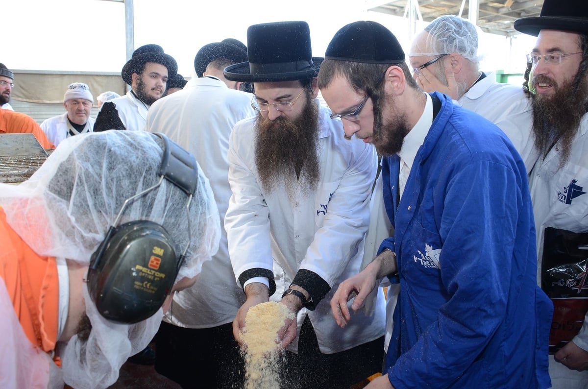 צפו: האדמו"ר מסאדיגורה בשחיטת עופות לקראת חג הפסח