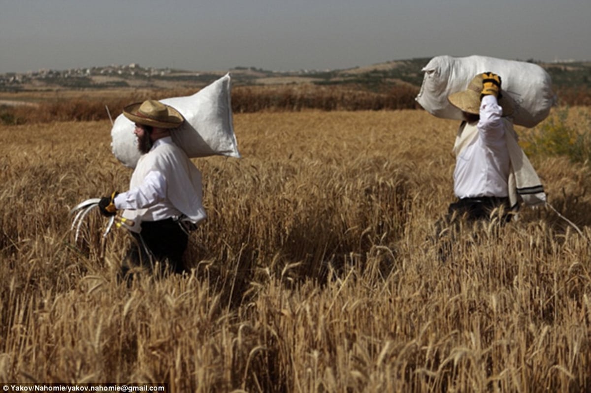 ה'דיילי מייל' מציג: הצצה ל"מנהגים המוזרים" של החרדים