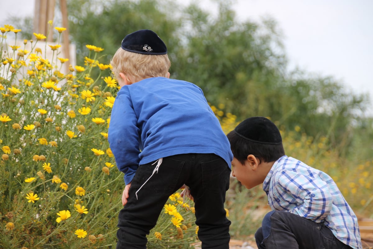 גלריה: ילדי בני ברק מתכוננים למדורות ל"ג בעומר