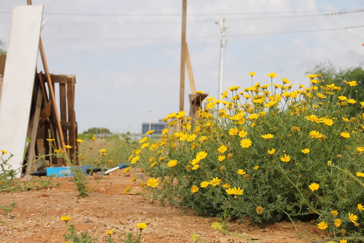 גלריה: ילדי בני ברק מתכוננים למדורות ל"ג בעומר