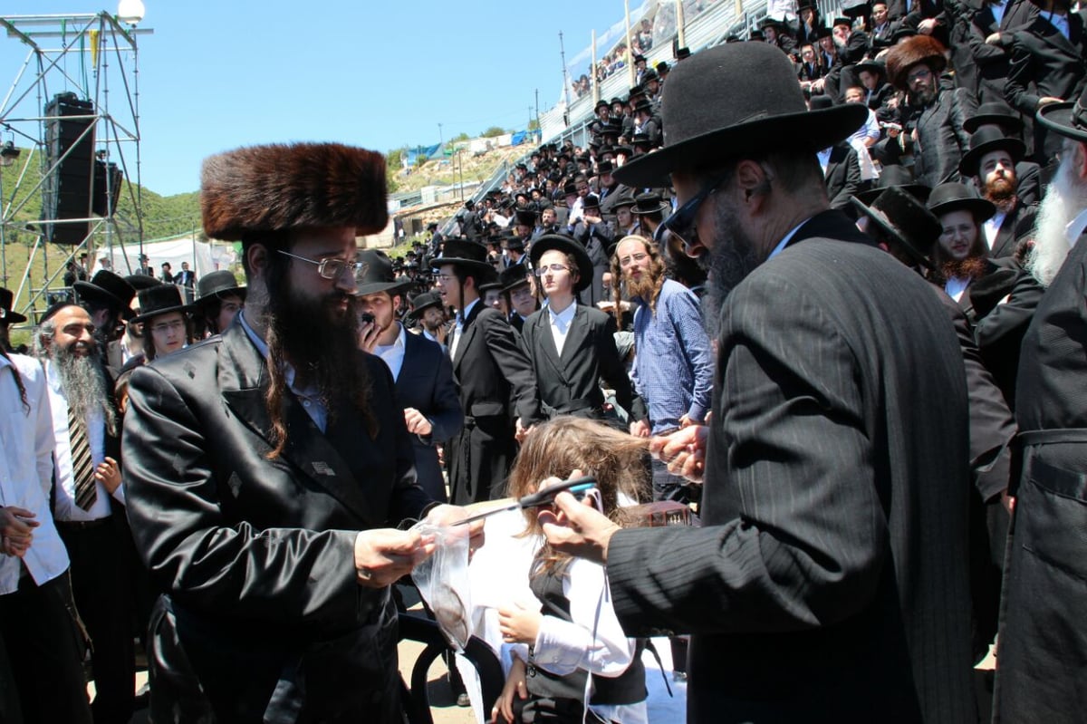 גלריה: ההדלקה של חסידויות סאסוב וקוידינוב במירון