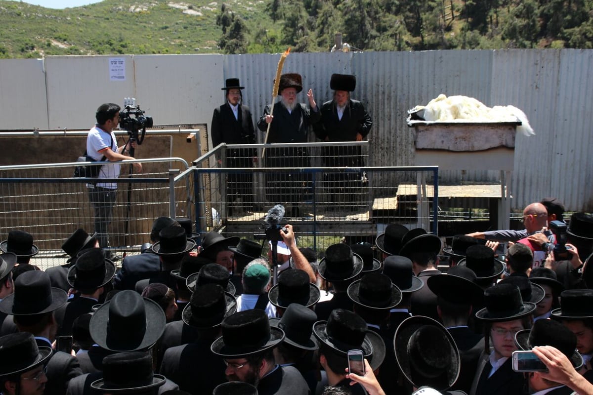 גלריה: ההדלקה של חסידויות סאסוב וקוידינוב במירון