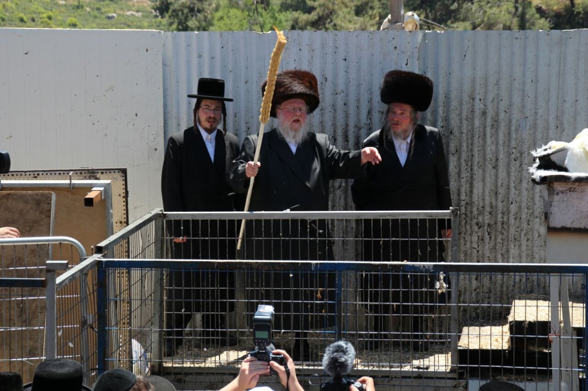 גלריה: ההדלקה של חסידויות סאסוב וקוידינוב במירון