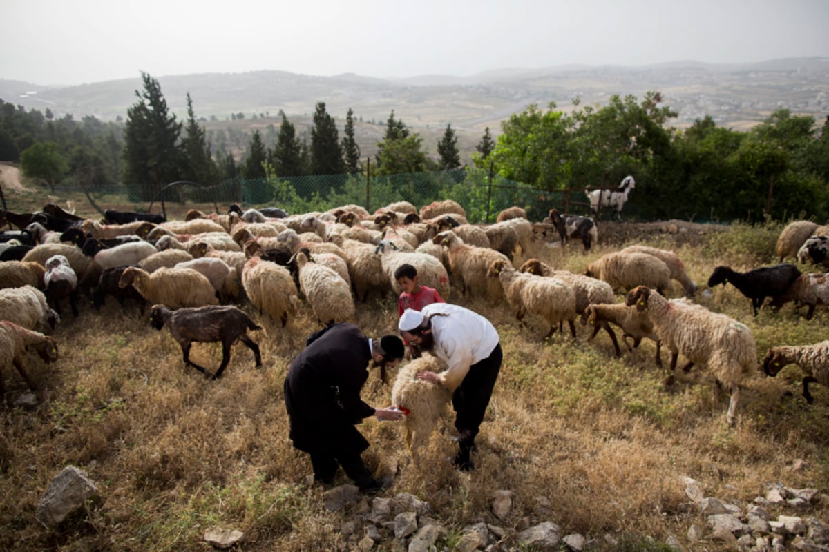 גלריה: כך מקיימים מצוות מצוות "ראשית הגז"