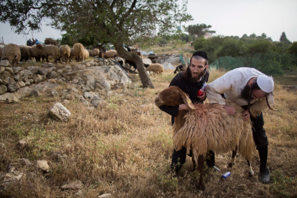 גלריה: כך מקיימים מצוות מצוות "ראשית הגז"