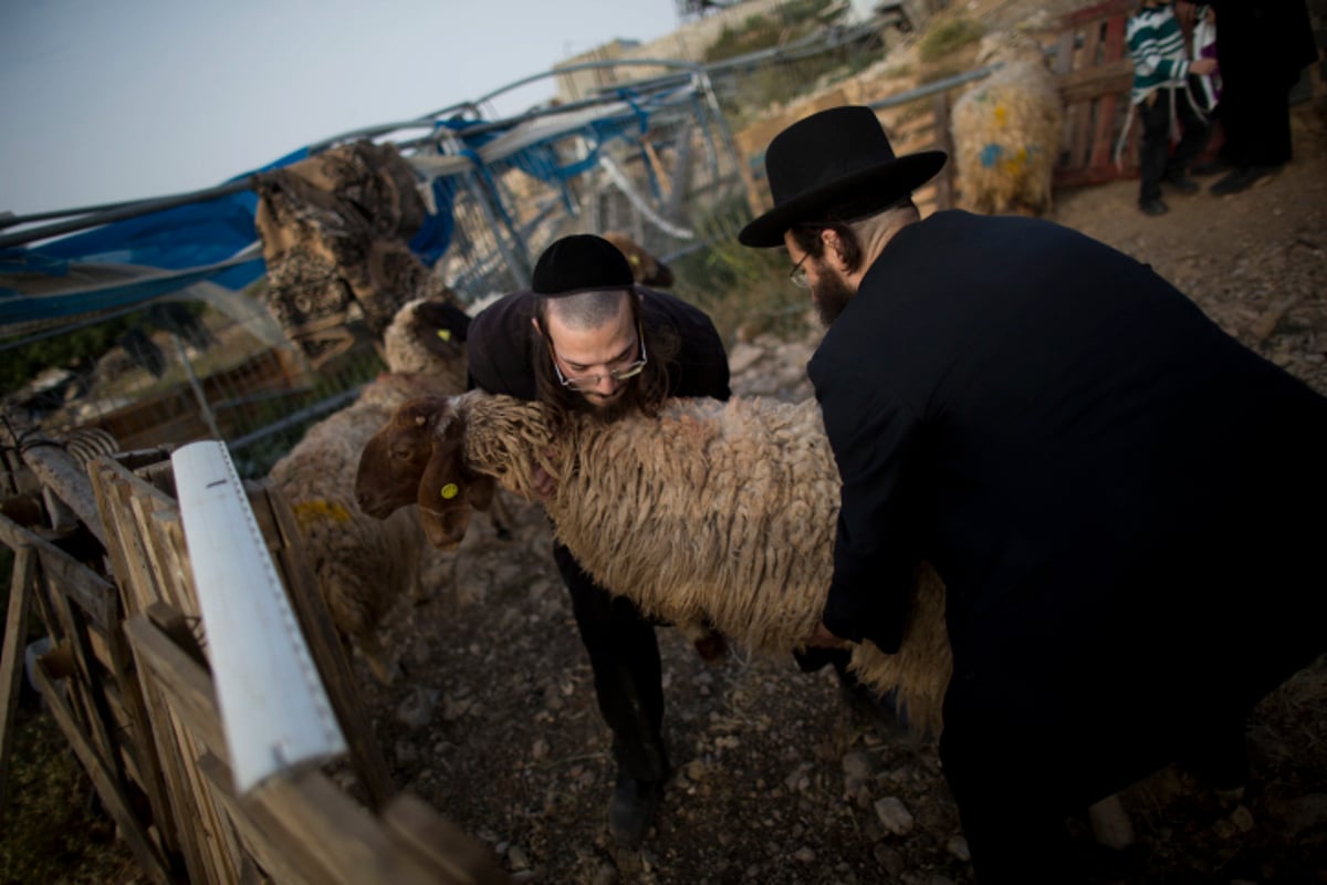 גלריה: כך מקיימים מצוות מצוות "ראשית הגז"