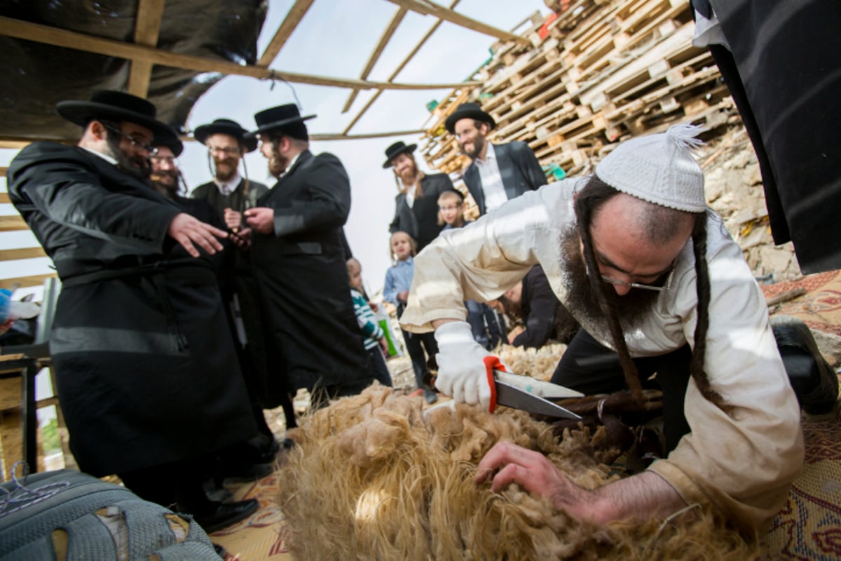 גלריה: כך מקיימים מצוות מצוות "ראשית הגז"