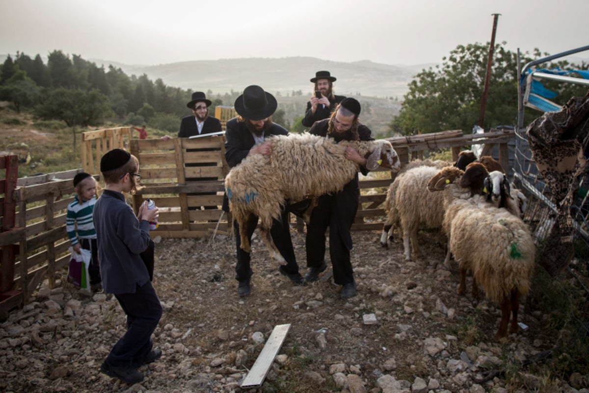 גלריה: כך מקיימים מצוות מצוות "ראשית הגז"