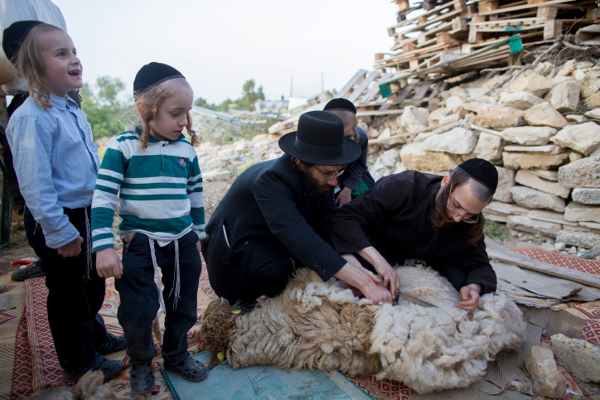 גלריה: כך מקיימים מצוות מצוות "ראשית הגז"