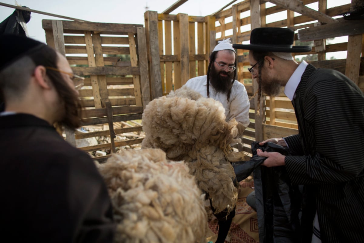 גלריה: כך מקיימים מצוות מצוות "ראשית הגז"