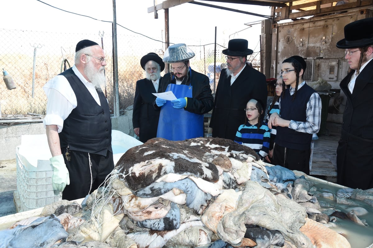 בן הרבי מבעלזא בהכנת רצועות ובתי תפילין לבנו • תיעוד