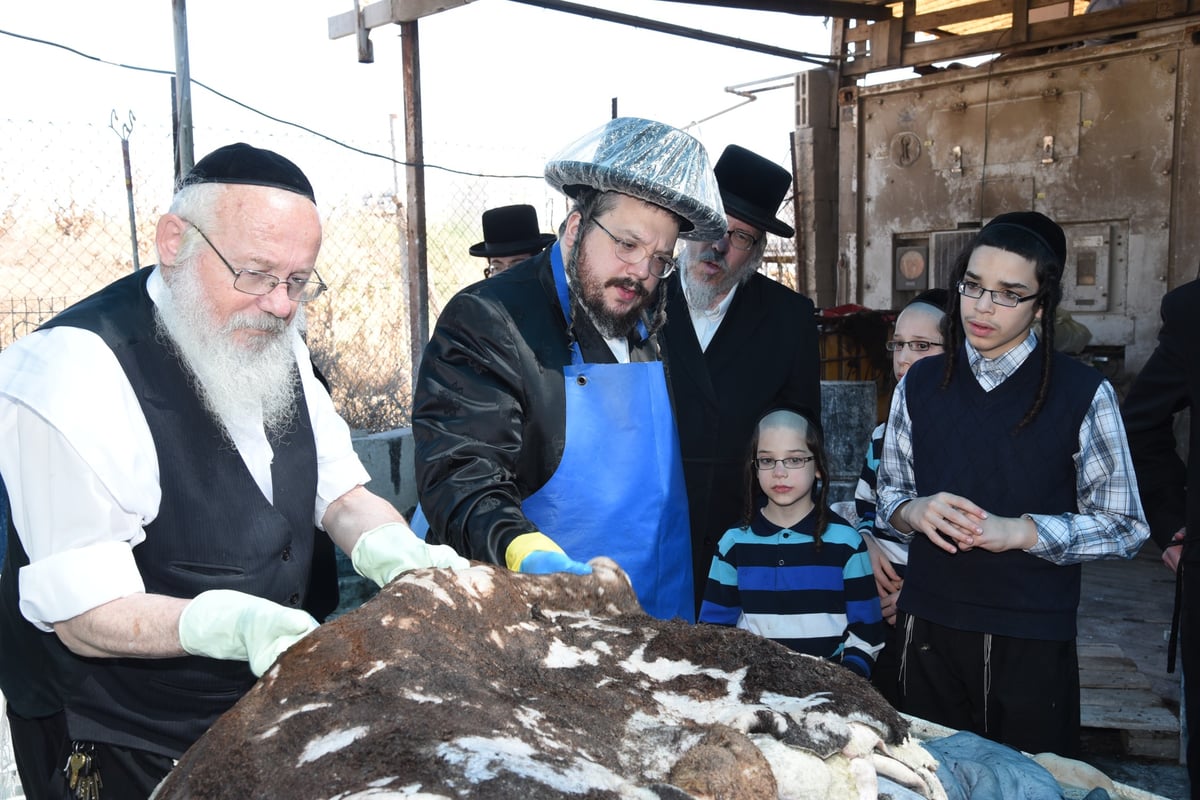 בן הרבי מבעלזא בהכנת רצועות ובתי תפילין לבנו • תיעוד