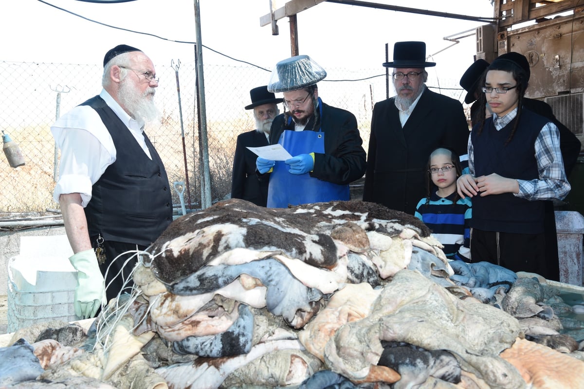 בן הרבי מבעלזא בהכנת רצועות ובתי תפילין לבנו • תיעוד