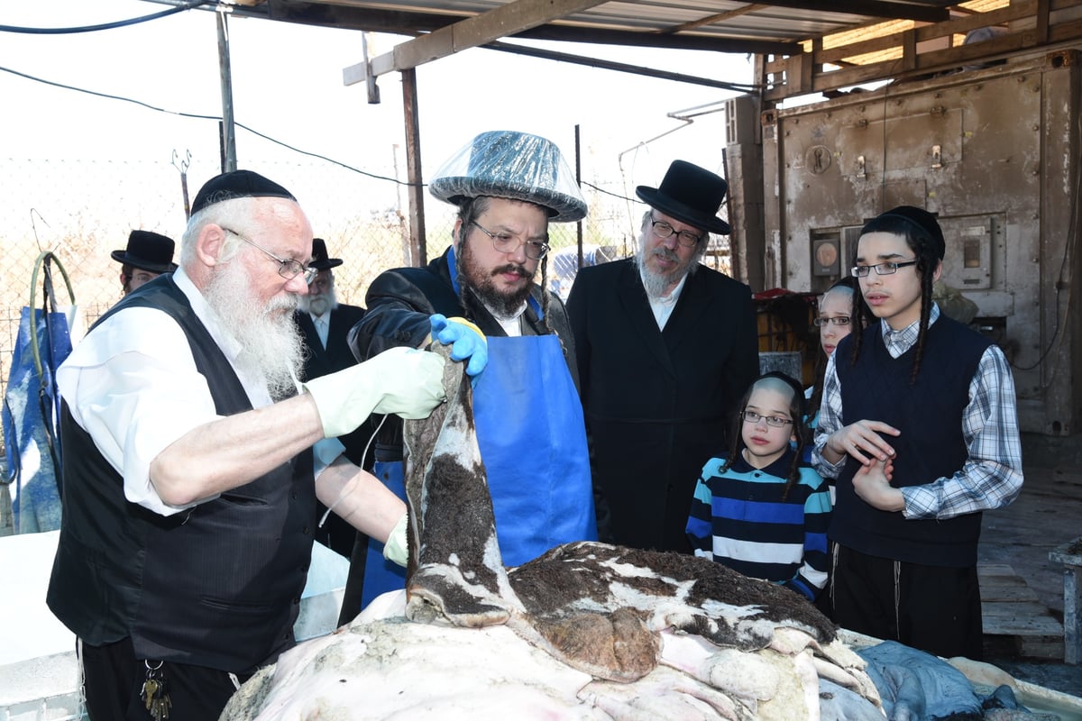 בן הרבי מבעלזא בהכנת רצועות ובתי תפילין לבנו • תיעוד