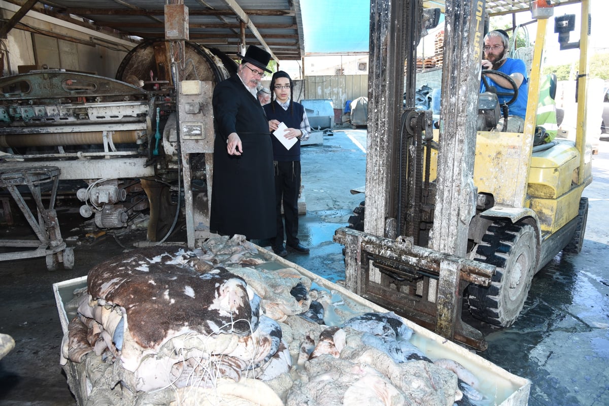 בן הרבי מבעלזא בהכנת רצועות ובתי תפילין לבנו • תיעוד