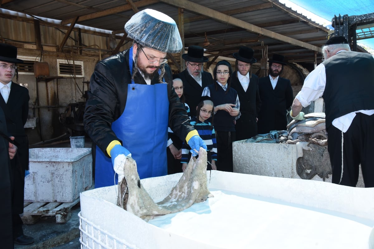 בן הרבי מבעלזא בהכנת רצועות ובתי תפילין לבנו • תיעוד