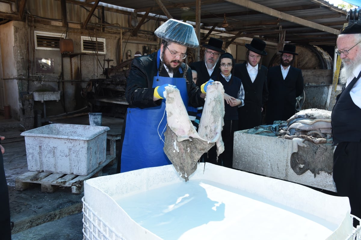 בן הרבי מבעלזא בהכנת רצועות ובתי תפילין לבנו • תיעוד