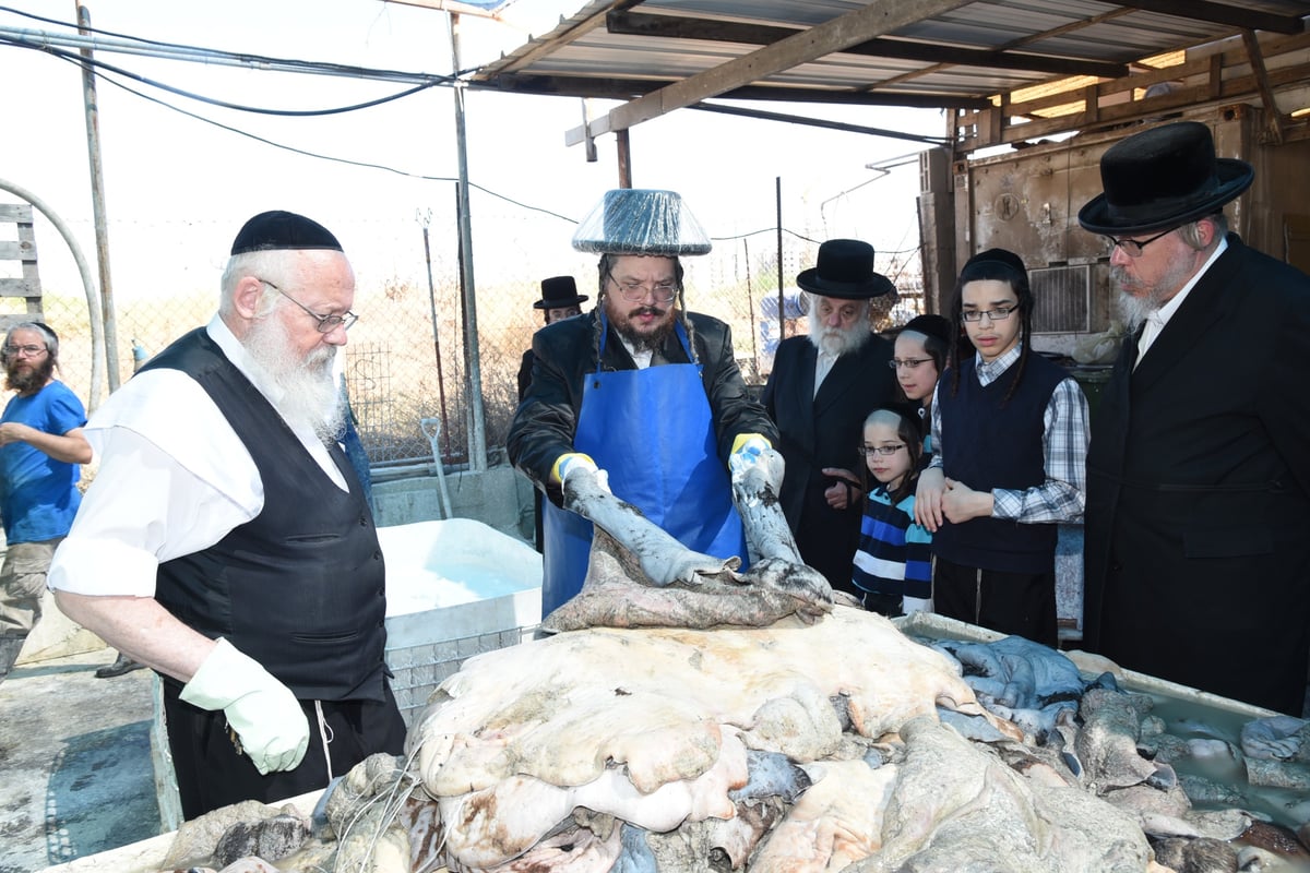 בן הרבי מבעלזא בהכנת רצועות ובתי תפילין לבנו • תיעוד