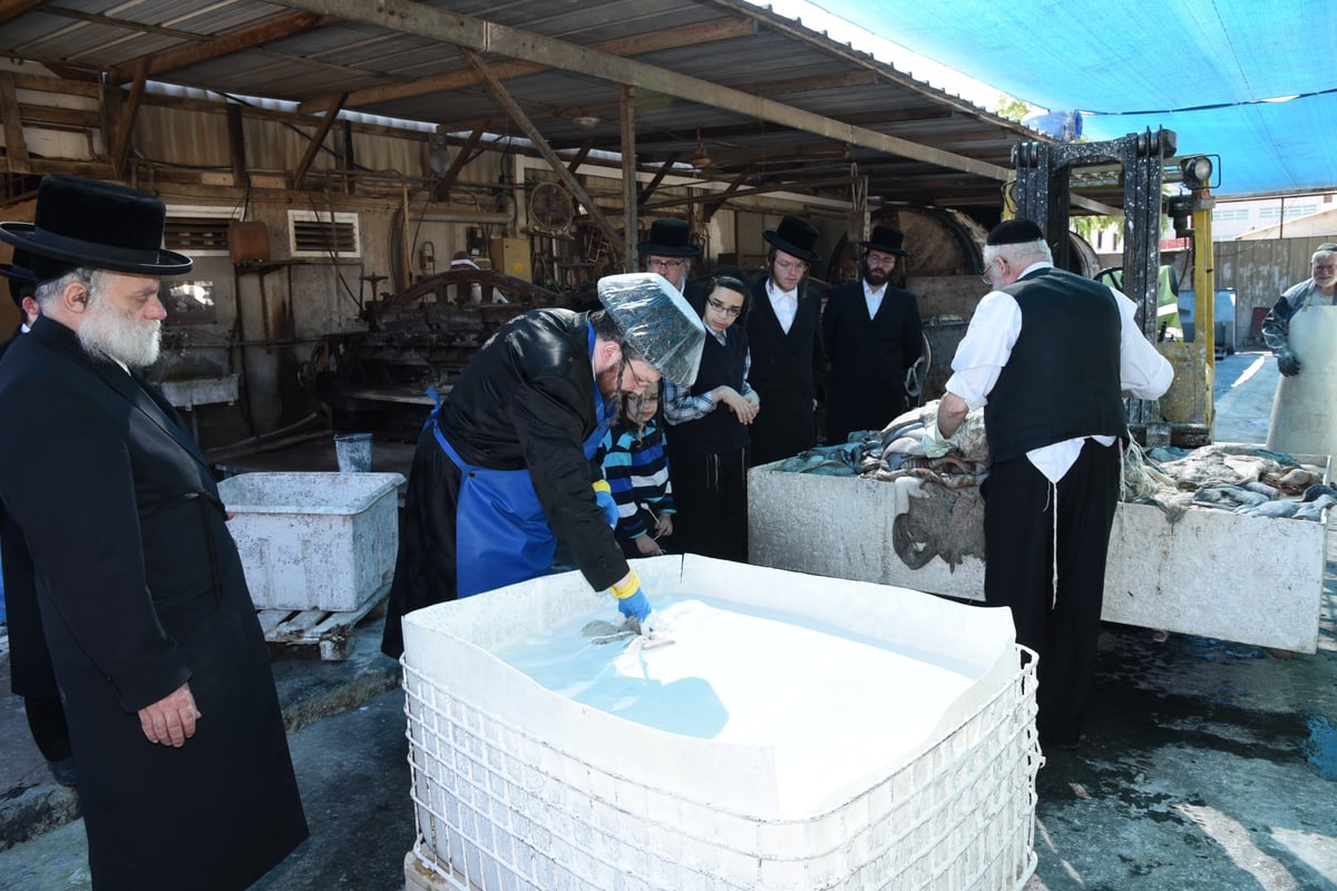 בן הרבי מבעלזא בהכנת רצועות ובתי תפילין לבנו • תיעוד