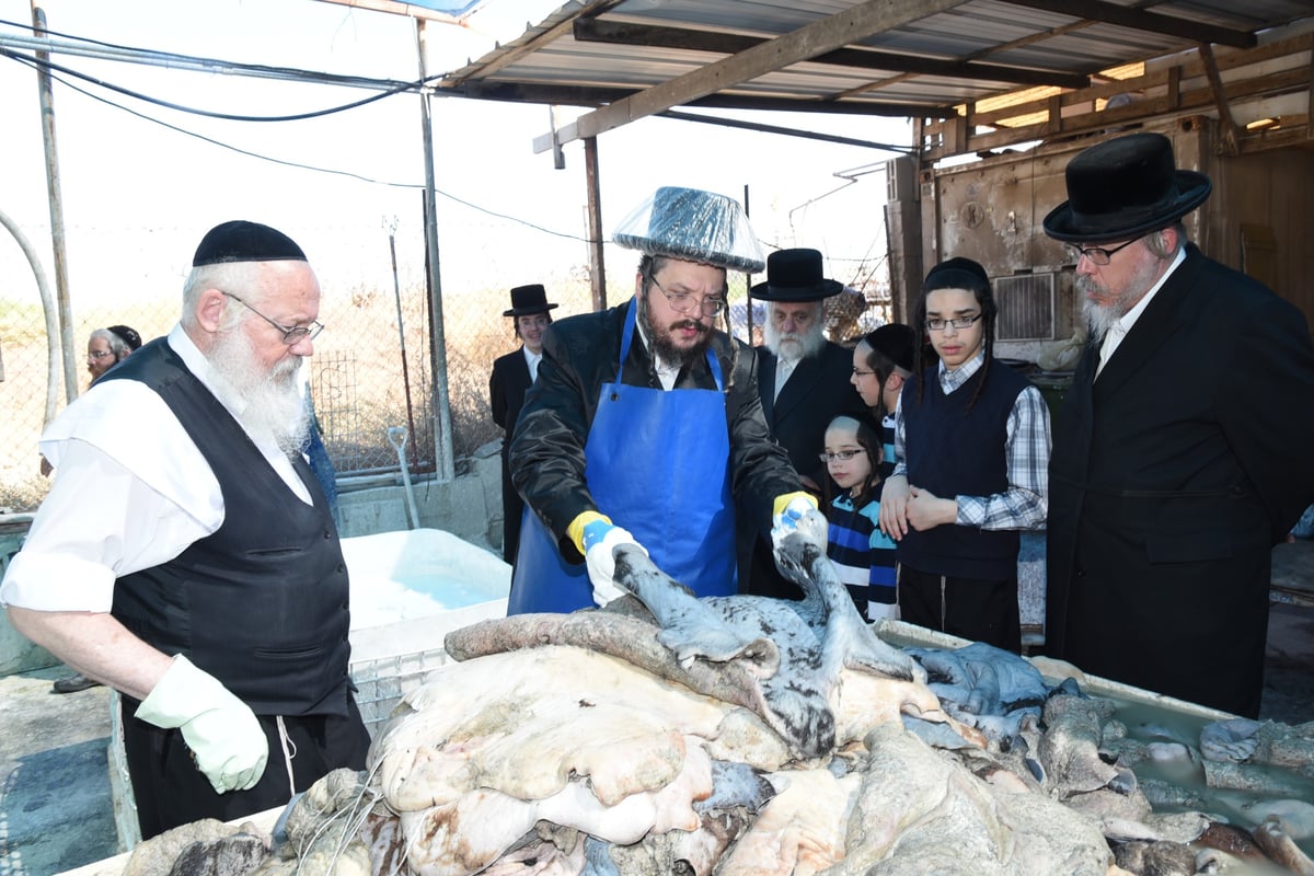 בן הרבי מבעלזא בהכנת רצועות ובתי תפילין לבנו • תיעוד