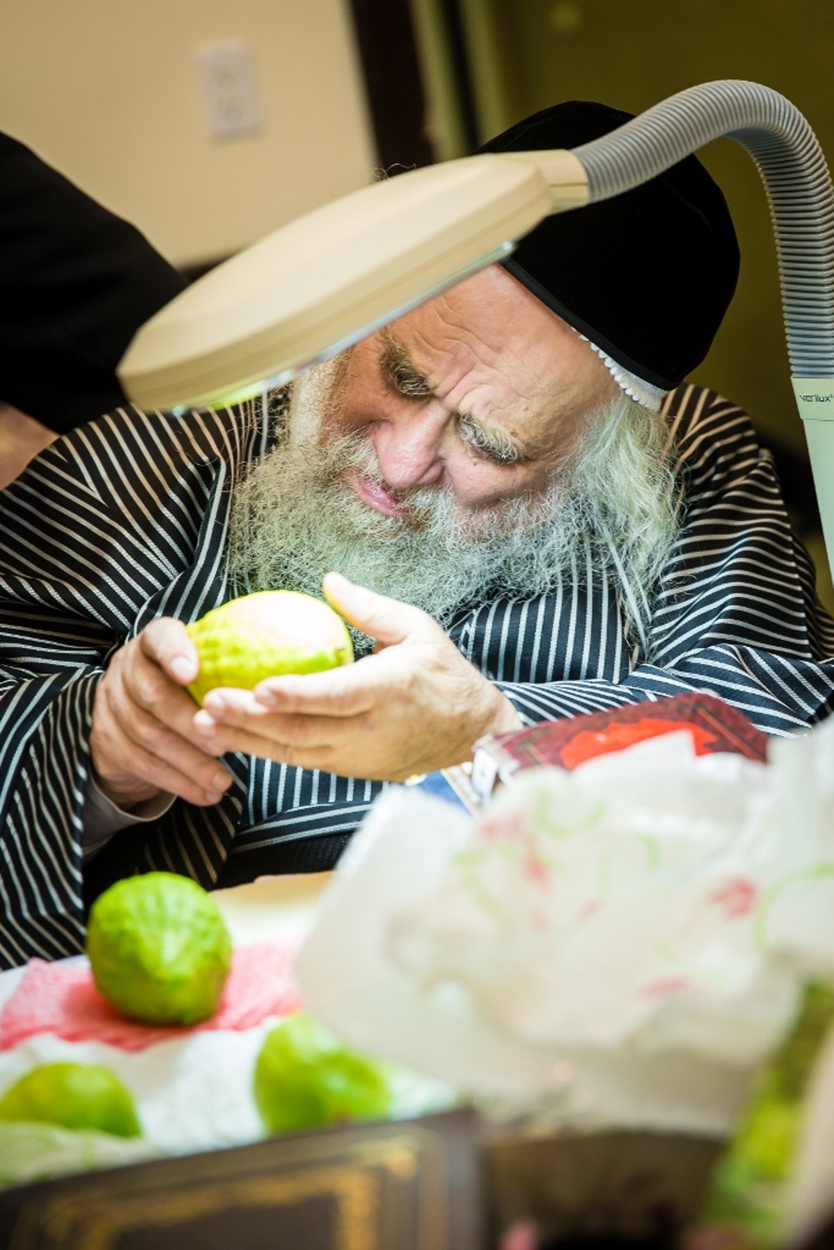 גאב"ד קארלסבורג בבדיקת אתרוגים לסוכות