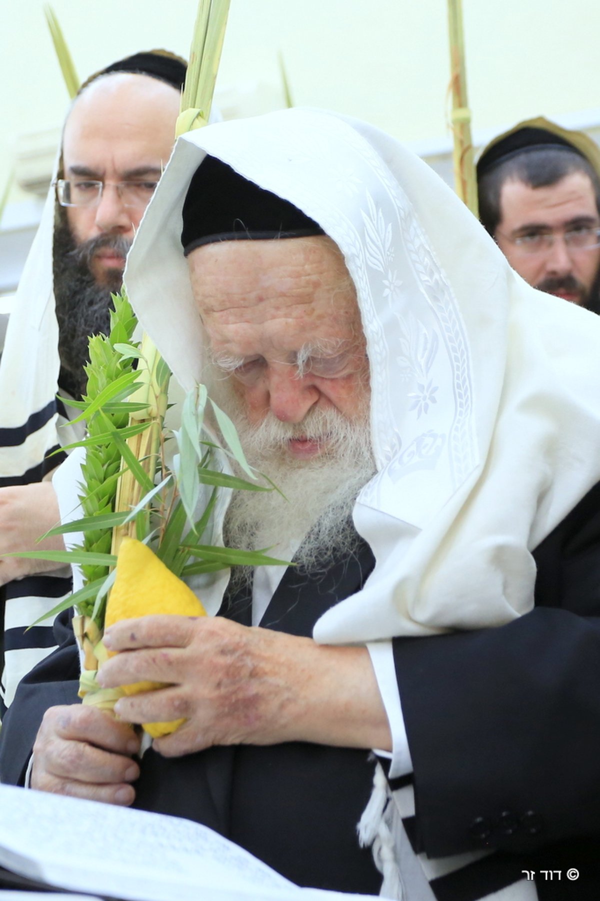 מרן שר התורה הגר"ח קנייבסקי בנטילת ארבעת המינים • וידאו ותמונות