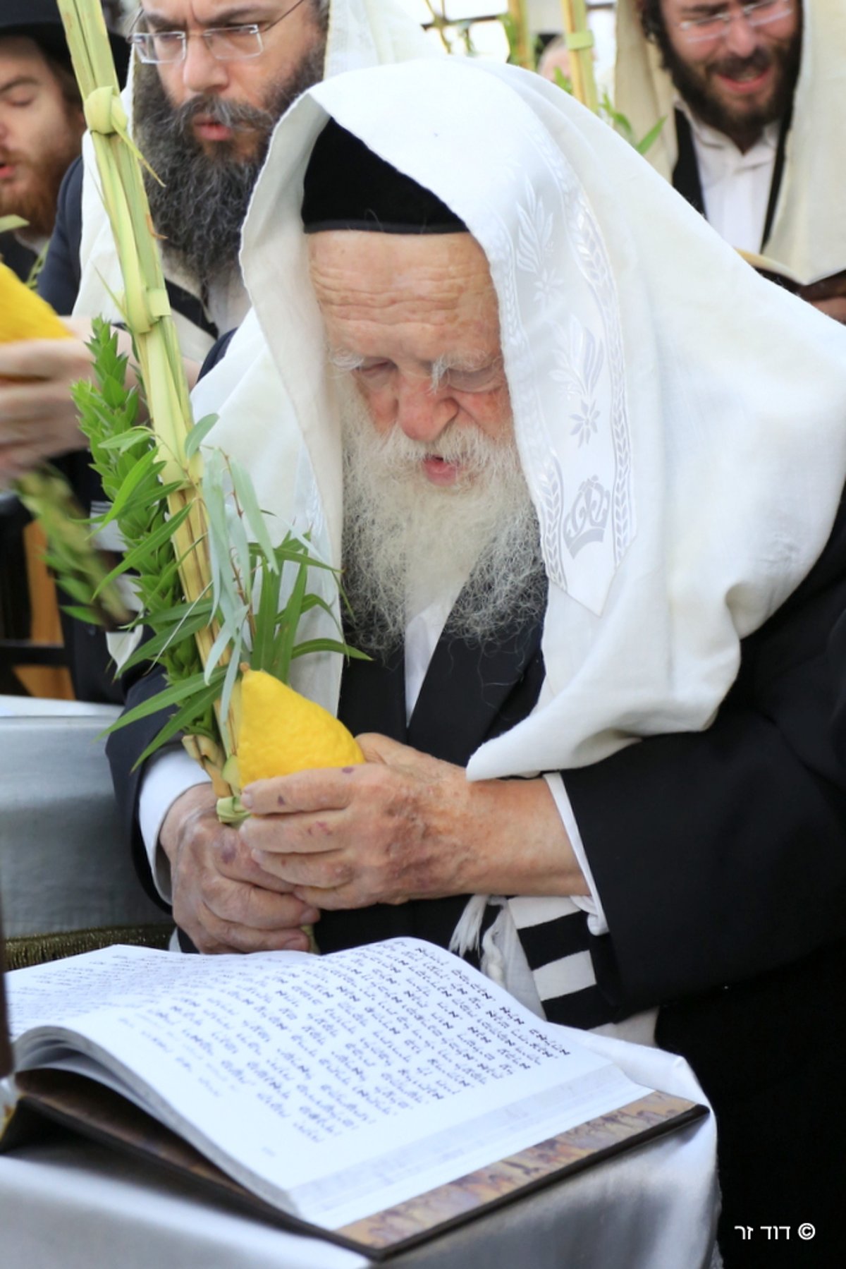 מרן שר התורה הגר"ח קנייבסקי בנטילת ארבעת המינים • וידאו ותמונות