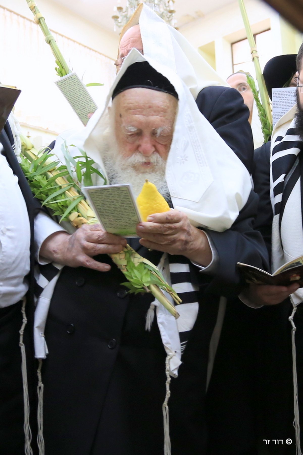 מרן שר התורה הגר"ח קנייבסקי בנטילת ארבעת המינים • וידאו ותמונות