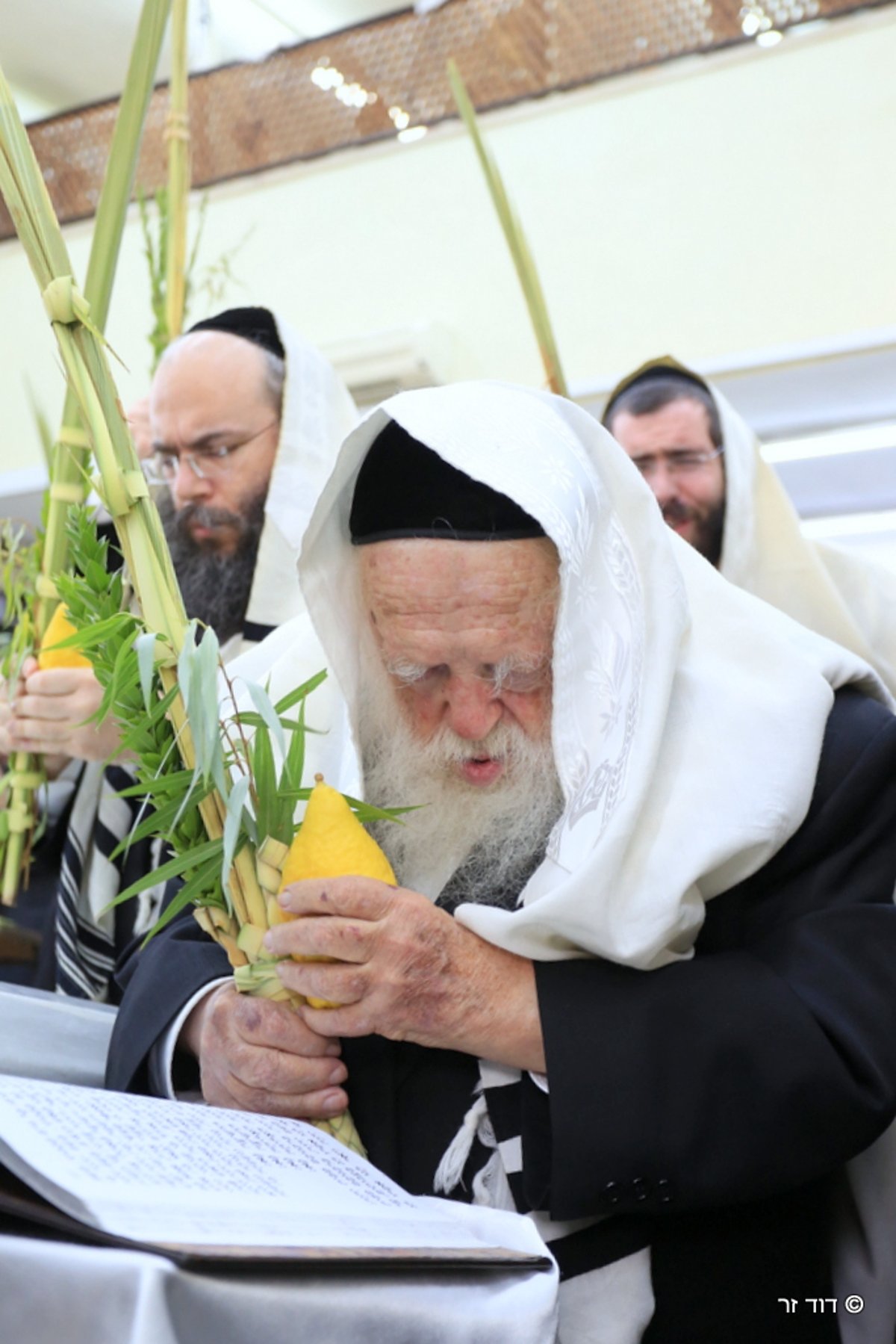 מרן שר התורה הגר"ח קנייבסקי בנטילת ארבעת המינים • וידאו ותמונות