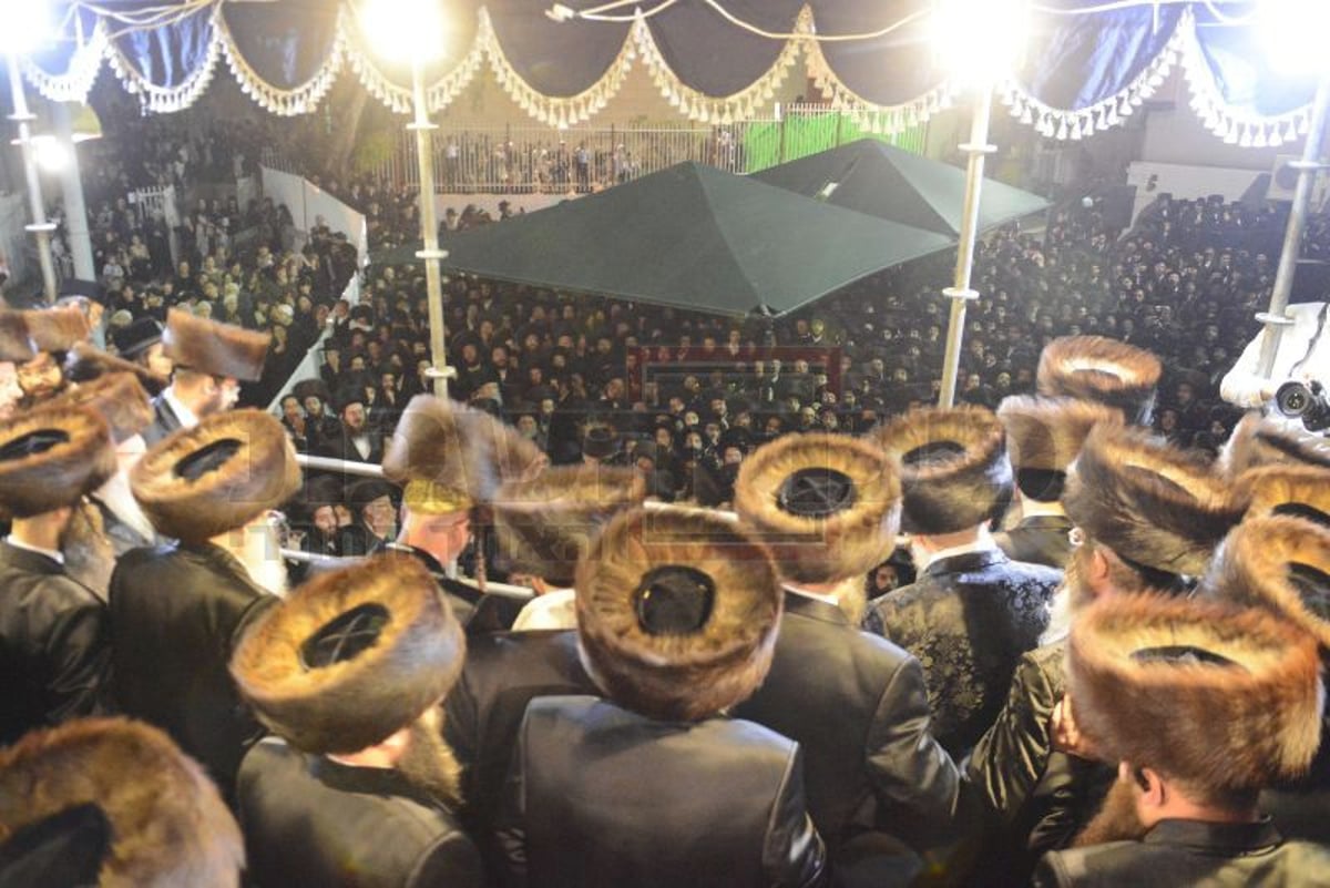 גלריה: האדמו"ר מבעלזא בחתונת מכנובקא